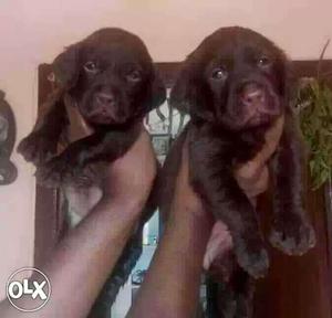 9O:Raipur: Labrador' Boxer"pug" All Puppeis Kitten &