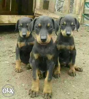 9O:Rajkot: Beagle" Pug" German Shepherd" All Puppeis