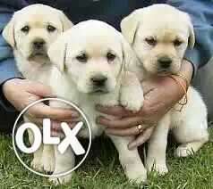 9O:Surat: Boxer" Beagle" Pomerian" All Puppeis