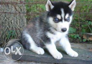 A1 quality blue eyes Siberian husky puppies