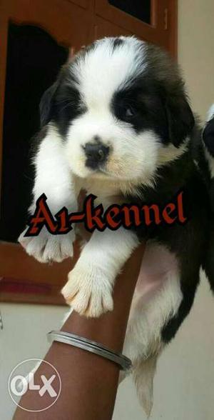 A1dog kennel sellll showline saint Bernard puppy