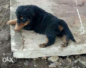 All breeds like Rott male female available... We have