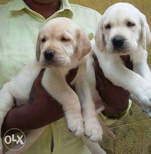 All types of puppy available at lowest price