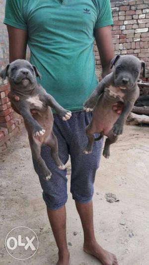 Am Bully Puppies for sale