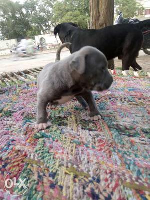 American Pit Bull male for 95o17RS9l
