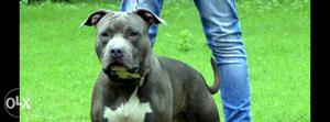 American Pitbull terrier pure breed for mating.