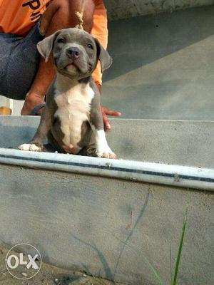 American pitbull puppies available in Hazira