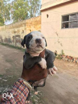 American pitbull puppies available in alwarpet