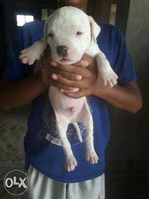 American pitbull puppies available in citylight