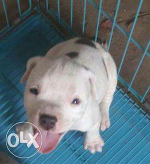 American pitbull puppies available in jadabpur