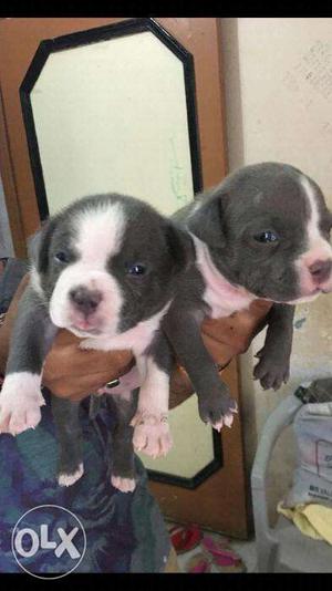 American pitbull puppies available in jaya nagar