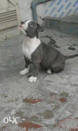 American pitbull puppies available in jubilee