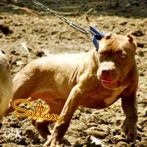 American pitbull puppies available in mansarover