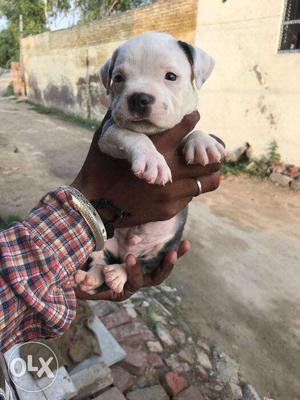 American pitbull puppies available in nungambakkam