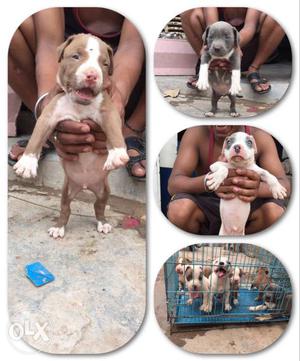 American pitbull pups top quality ready to go new home