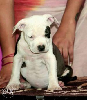 American staffordshire terrier pups available for
