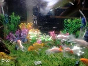 Aquarium with fish
