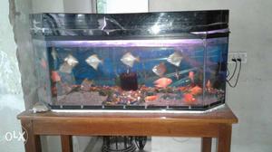 Aquarium with fish and other set up