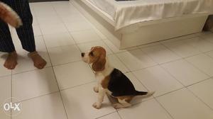 Beagle 3.5 months. Championship Breed with
