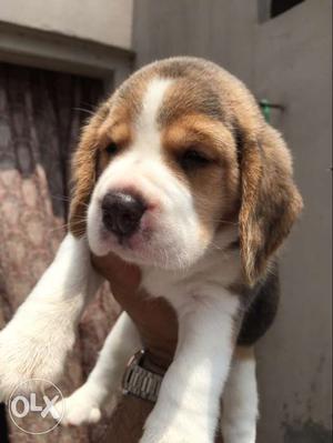 Beagle Male Puppy For Sale