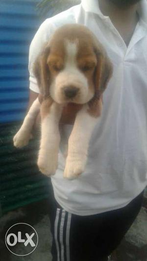 Beagle Puppies in Tri color Full markings Grand son of