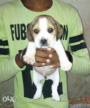 Beagle fem puppy