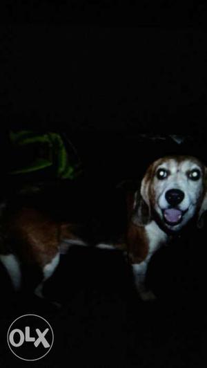 Beagle male 1 yar old