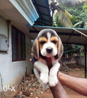 Beagle male and female pup Available Credit and