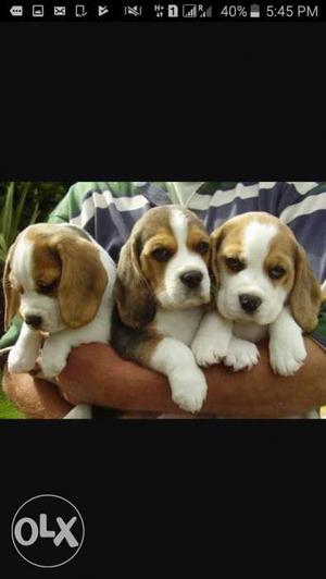 Beagle puppy r sale both r very active and origal
