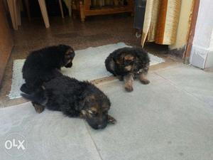 Beautiful German shepherd babies available Make