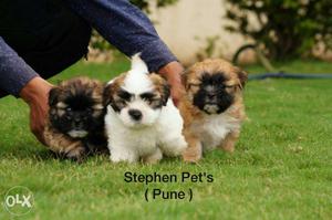 Beautiful Lhasa A p so pupps registered
