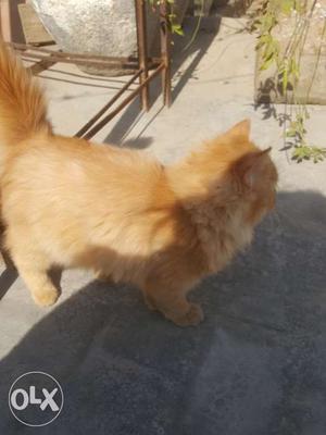 Beautiful pair of Persian cats (male and female)