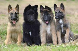 Belgian Shepherd Puppies Available For Sell. All