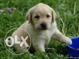 Best dog Labrador puppies for sale