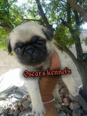 Best off best full active pugg puppy sellll here