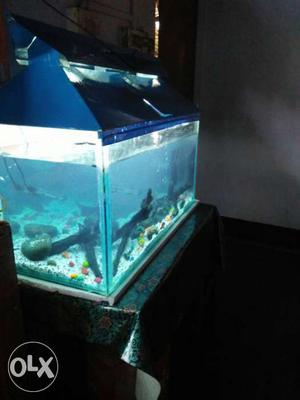 Big aquarium for sale with fish, stone air pump,