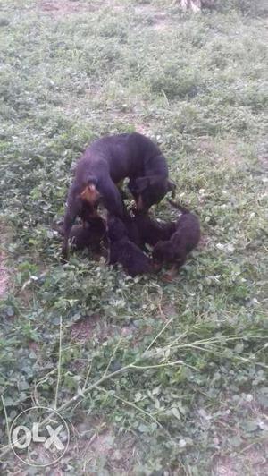 Black And Mahogany Rottweiler Dog And Puppies