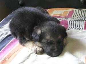Black And Tan German Shepherd Puppy