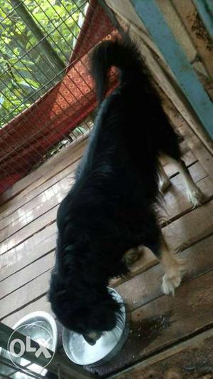 Black And Tan Long Coated Medium Size Dog