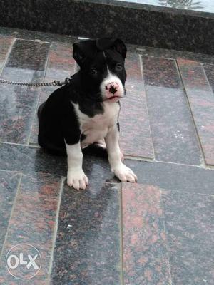 Black And White American Pit Bull Terrier Puppy pure