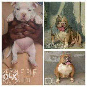 Black And White American bully pocket size