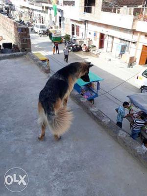 Black German Shepherd Dog