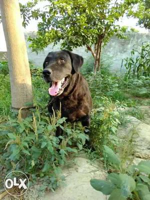 Black Labrador male in hvy bone..