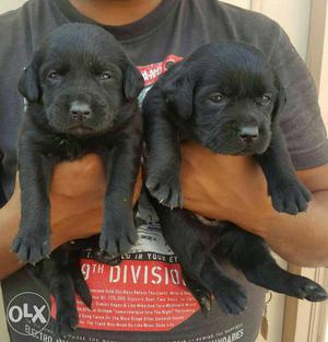 Black Labrador puppies available pure breed