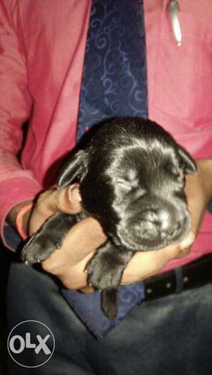 Black Labrador puppy Femal