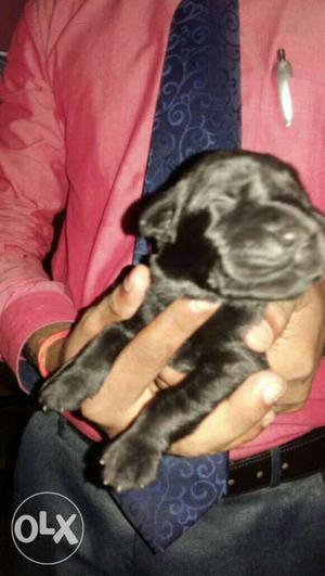 Black Labrador puppy male