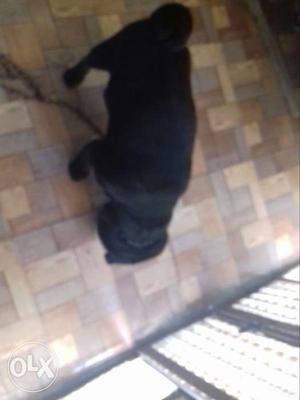Black Pug In Panipat