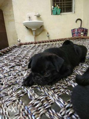 Black Pug Puppy 60 days Selakui