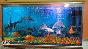 Black, White, And Orange Pet Fishes