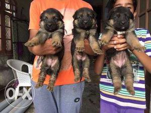 Black-and-tan German Shepherd Puppies o